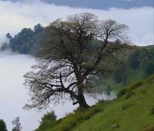 Preview wallpaper tree, hills, slope, fog, landscape