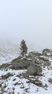 Preview wallpaper tree, hills, snow, fog, nature, landscape