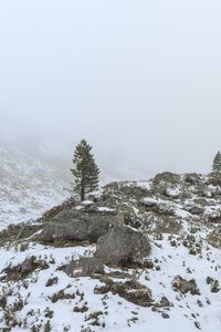 Preview wallpaper tree, hills, snow, fog, nature, landscape