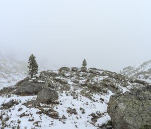 Preview wallpaper tree, hills, snow, fog, nature, landscape