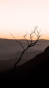 Preview wallpaper tree, hills, sunset, horizon, silhouette