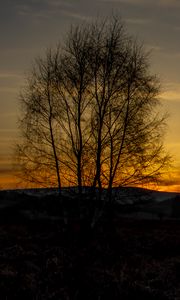 Preview wallpaper tree, hills, twilight, nature