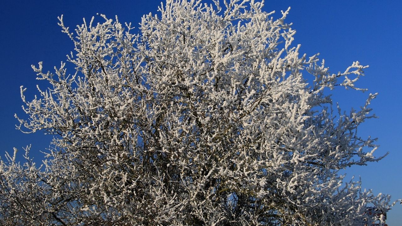Wallpaper tree, hoarfrost, branches, frost, sky, cold, winter