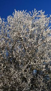 Preview wallpaper tree, hoarfrost, branches, frost, sky, cold, winter