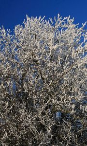 Preview wallpaper tree, hoarfrost, branches, frost, sky, cold, winter