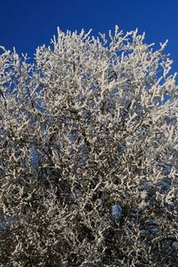 Preview wallpaper tree, hoarfrost, branches, frost, sky, cold, winter