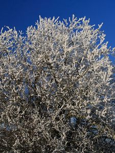 Preview wallpaper tree, hoarfrost, branches, frost, sky, cold, winter