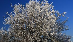 Preview wallpaper tree, hoarfrost, branches, frost, sky, cold, winter