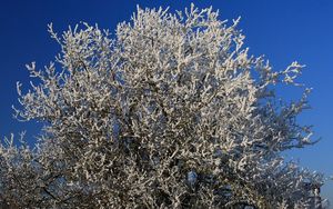 Preview wallpaper tree, hoarfrost, branches, frost, sky, cold, winter