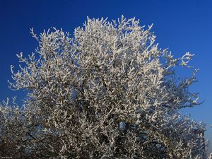 Preview wallpaper tree, hoarfrost, branches, frost, sky, cold, winter