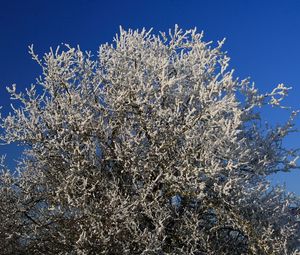 Preview wallpaper tree, hoarfrost, branches, frost, sky, cold, winter