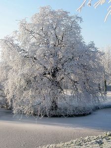 Preview wallpaper tree, hoarfrost, pond, frozen, ice, surface, winter, willow