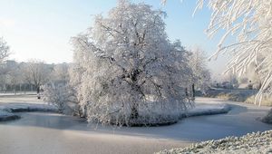 Preview wallpaper tree, hoarfrost, pond, frozen, ice, surface, winter, willow