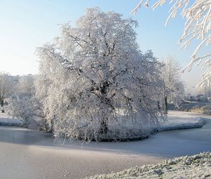 Preview wallpaper tree, hoarfrost, pond, frozen, ice, surface, winter, willow