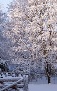 Preview wallpaper tree, hoarfrost, winter, gate, light, lattice, protection