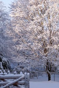 Preview wallpaper tree, hoarfrost, winter, gate, light, lattice, protection