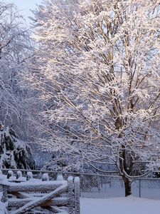 Preview wallpaper tree, hoarfrost, winter, gate, light, lattice, protection