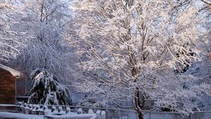 Preview wallpaper tree, hoarfrost, winter, gate, light, lattice, protection