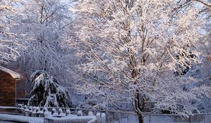 Preview wallpaper tree, hoarfrost, winter, gate, light, lattice, protection