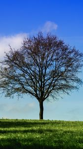 Preview wallpaper tree, horizon, grass, sky