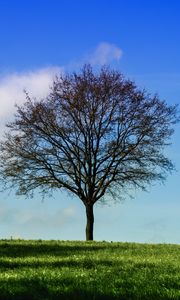 Preview wallpaper tree, horizon, grass, sky