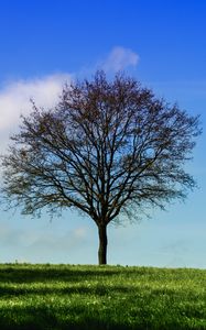 Preview wallpaper tree, horizon, grass, sky