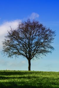 Preview wallpaper tree, horizon, grass, sky