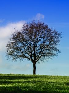 Preview wallpaper tree, horizon, grass, sky