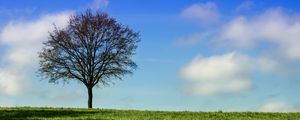 Preview wallpaper tree, horizon, grass, sky