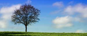 Preview wallpaper tree, horizon, grass, sky