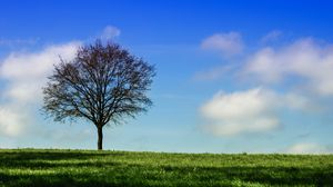Preview wallpaper tree, horizon, grass, sky