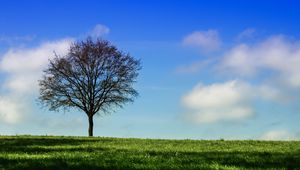 Preview wallpaper tree, horizon, grass, sky
