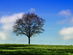 Preview wallpaper tree, horizon, grass, sky