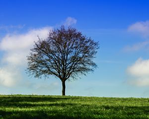 Preview wallpaper tree, horizon, grass, sky