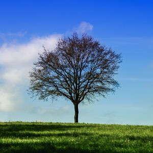 Preview wallpaper tree, horizon, grass, sky