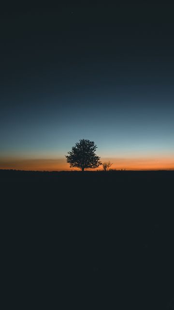 360x640 Wallpaper tree, horizon, minimalism, sunset