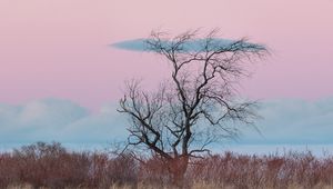 Preview wallpaper tree, horizon, minimalism, grass, clouds