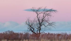 Preview wallpaper tree, horizon, minimalism, grass, clouds