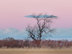 Preview wallpaper tree, horizon, minimalism, grass, clouds