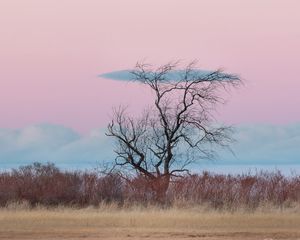 Preview wallpaper tree, horizon, minimalism, grass, clouds