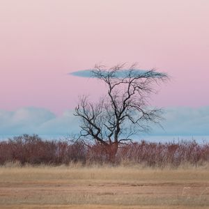 Preview wallpaper tree, horizon, minimalism, grass, clouds