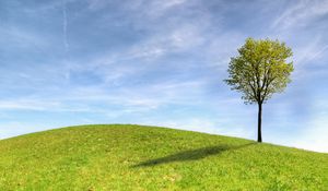 Preview wallpaper tree, horizon, sky, grass