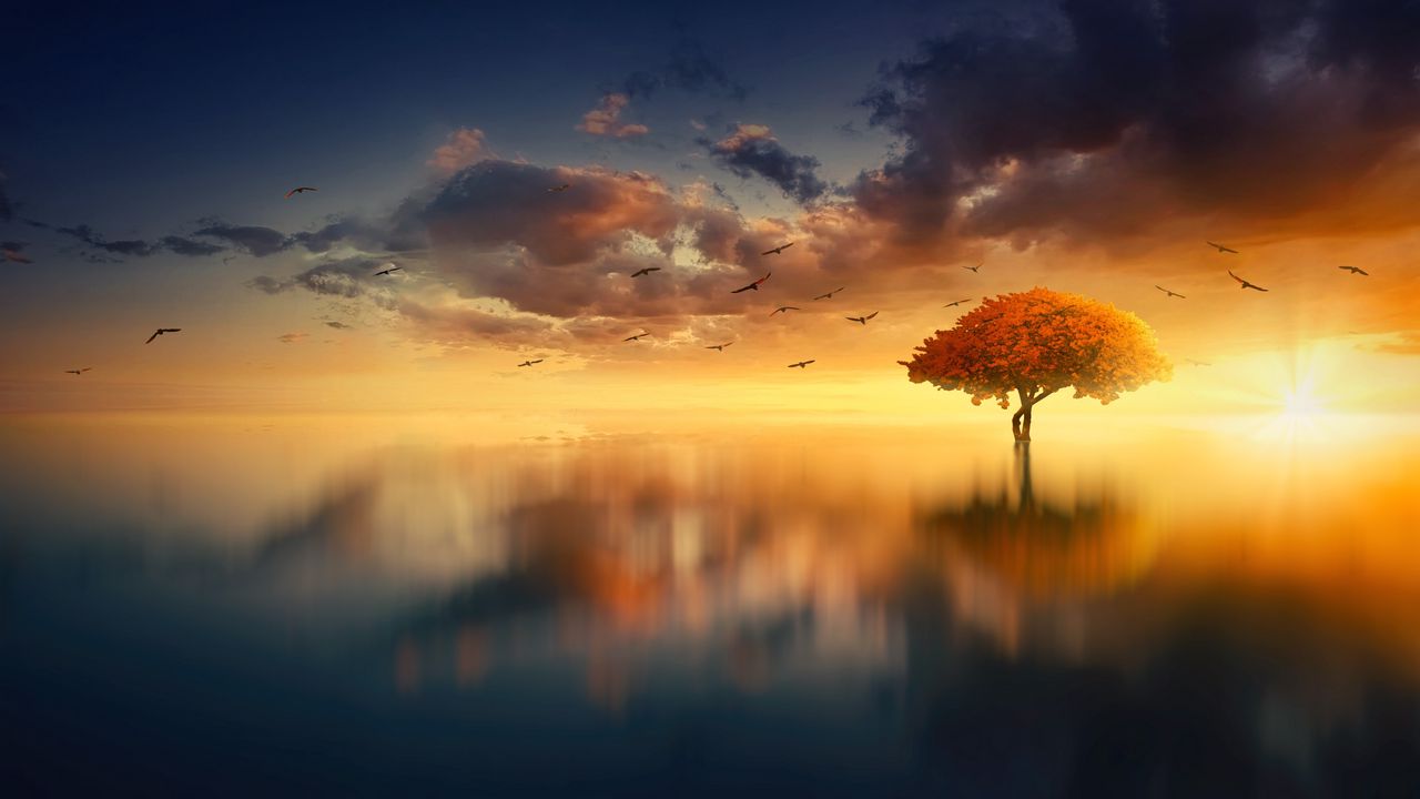Wallpaper tree, horizon, sunset, photoshop, sea