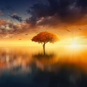 Preview wallpaper tree, horizon, sunset, photoshop, sea