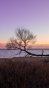 Preview wallpaper tree, horizon, sunset