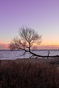 Preview wallpaper tree, horizon, sunset
