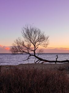 Preview wallpaper tree, horizon, sunset