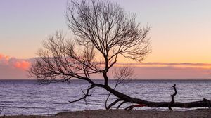Preview wallpaper tree, horizon, sunset