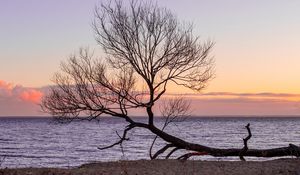 Preview wallpaper tree, horizon, sunset