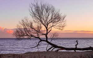 Preview wallpaper tree, horizon, sunset